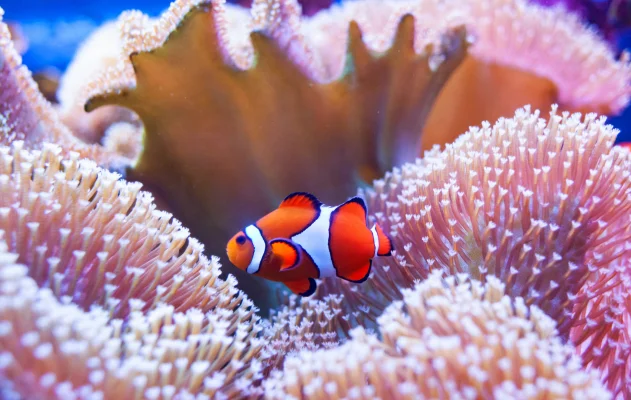 Clownfish in vibrant coral reef near Alor